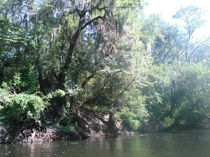 [Tree]