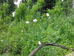 [Hibiscus laevis All. 30.6405849, -83.3187485]