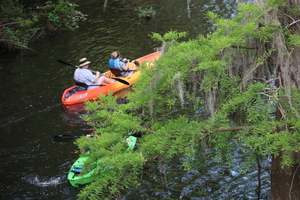 [Orange and green under cypress]