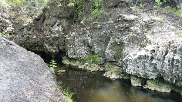 Up Camp Branch, 2017:05:20 11:37:58, 30.3694600, -82.8886200 --jsq for WWALS