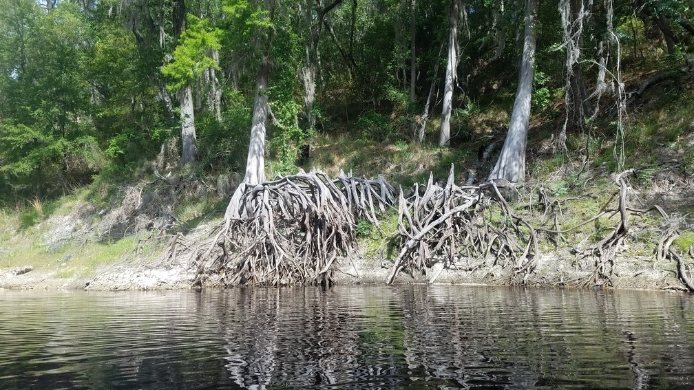 Nice roots, 2017:05:20 10:45:25, 30.3663140, -82.8730949 --jsq for WWALS