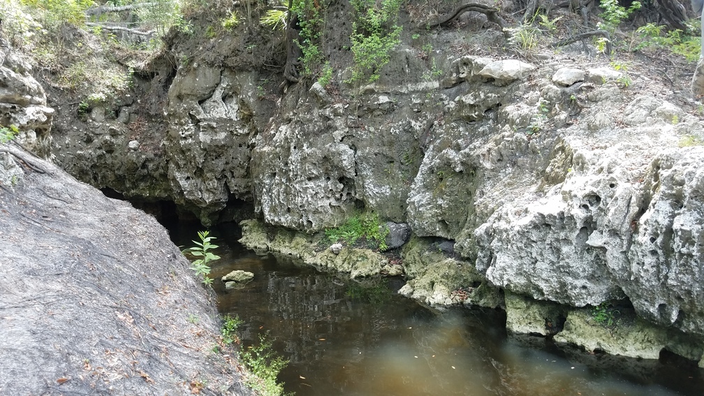 Up Camp Branch, 2017:05:20 11:37:58, 30.3694600, -82.8886200 --jsq for WWALS