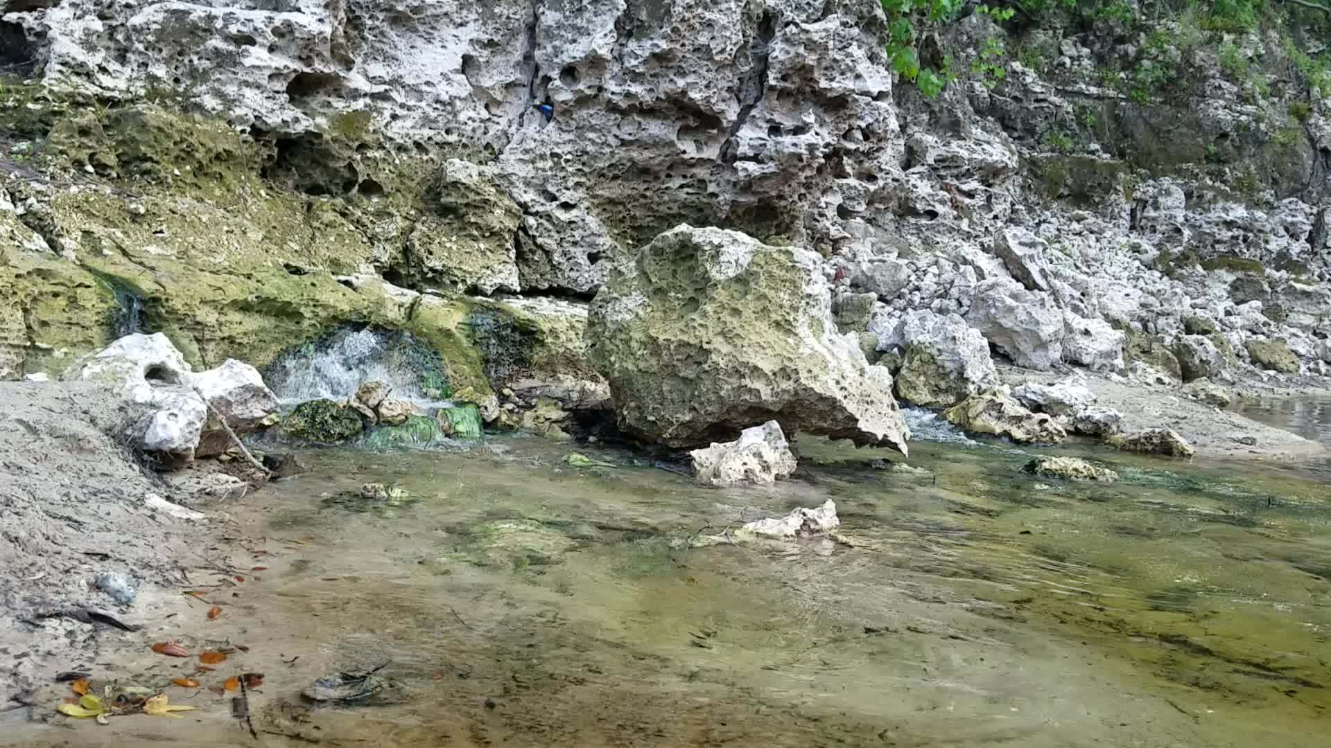 Movie: More springs just below, 2017:05:20 15:28:03, 30.3946300, -82.9345500 --jsq for WWALS