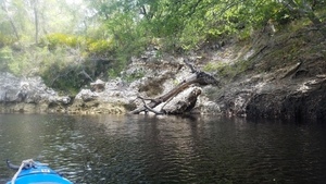 [Fallen tree, 2017:05:20 11:22:13, 30.3669300, -82.8844600 --jsq for WWALS]