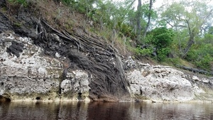 [Roots, 2017:05:20 12:14:41, 30.3696754, -82.8892138 --jsq for WWALS]