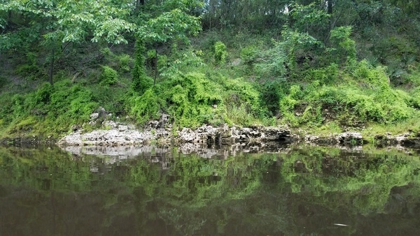 Climbing fern down the bank, 30.53394, -83.24678