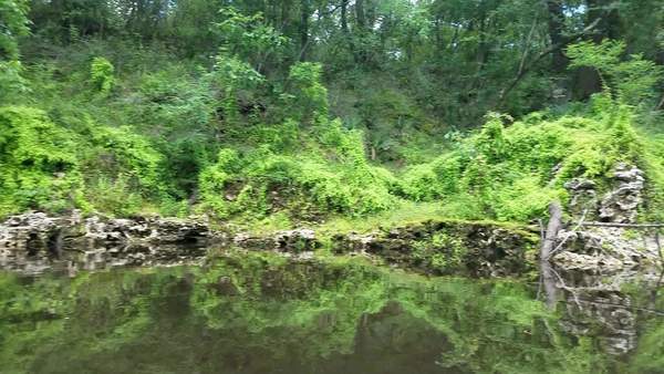 Movie: Left bank coated with climbing fern (4.8M), 30.53391, -83.24682