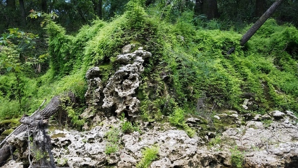 Nothing but rock resisting climbing fern, 30.5338751, -83.2469481