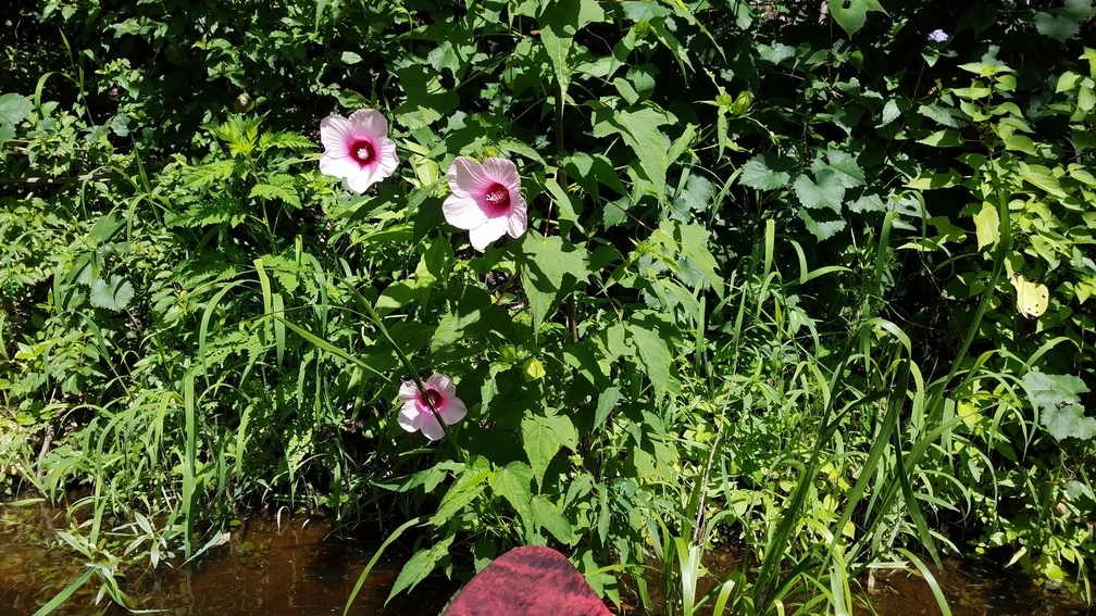 Swamp mallow closeup, 30.5833956, -83.2625654