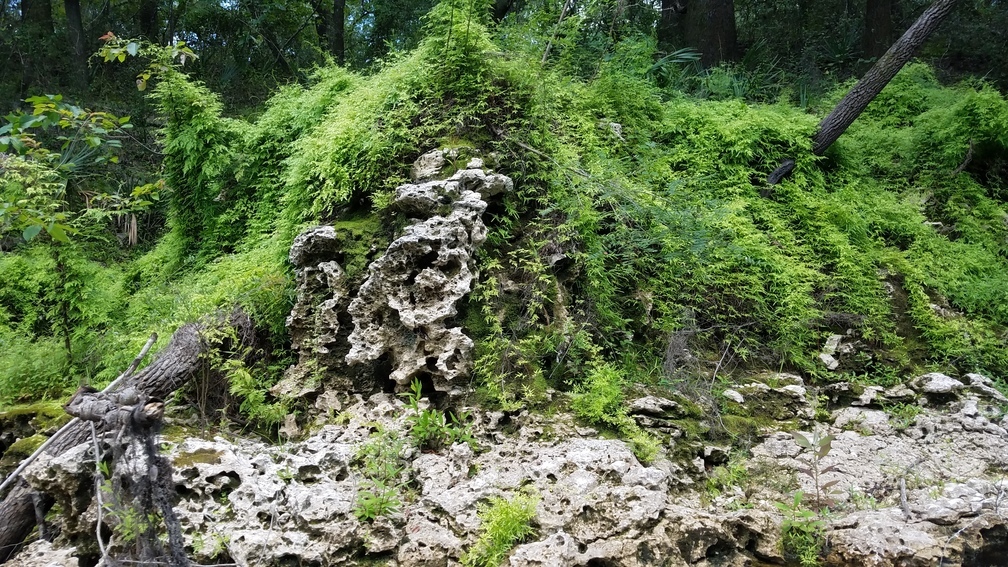 Nothing but rock resisting climbing fern, 30.5338751, -83.2469481