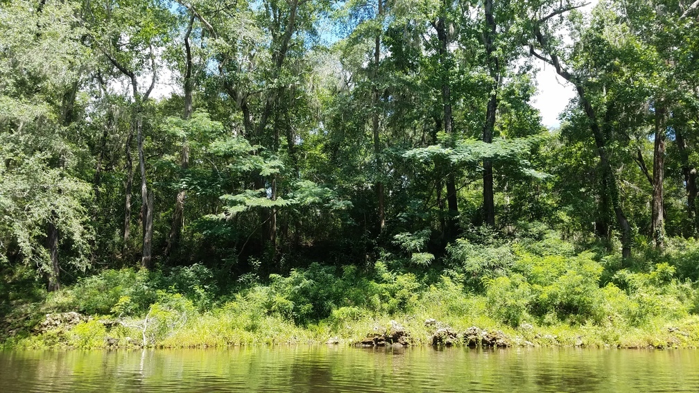 Big mimosa trees, 30.50291, -83.2425