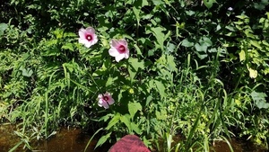 [Swamp mallow closeup, 30.5833956, -83.2625654]