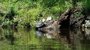 [Turtle on west bank, 30.56321, -83.25721]
