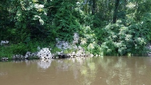 [Mimosa, Albizia julibrissin Durazz, 30.5368461, -83.2467964]