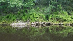 [Climbing fern down the bank, 30.53394, -83.24678]