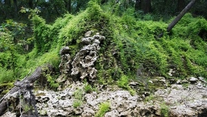 [Nothing but rock resisting climbing fern, 30.5338751, -83.2469481]