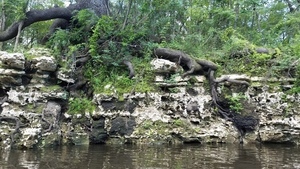 [Tree roots cracking rock, 30.5338338, -83.2481854]