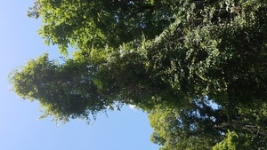 [Grape vine with grapes 30 feet up, 30.5025, -83.24258]