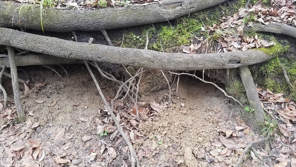 [Under roots, 15:50:10, 30.4178710, -83.1568423]