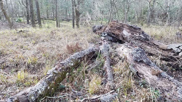 [Deadfall, 15:53:11, 30.4174262, -83.1561020]