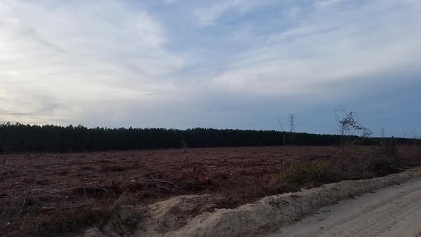 [Sabal Trail pipeline NW from SW 40th Ave., 17:35:53, 30.4527158, -83.1780801]