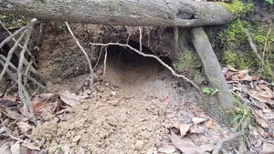 [Closeup burrow, 15:50:14, 30.4178710, -83.1568423]