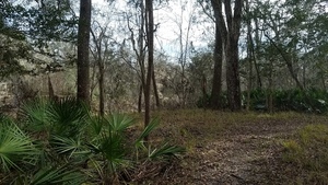 [Palmettos to river, 15:54:02, 30.4174262, -83.1561020]