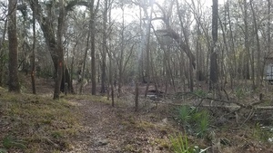 [Inland water, 15:54:46, 30.4164406, -83.1565522]