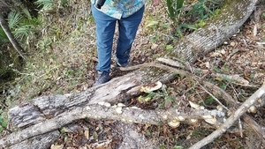 [Mushrooms, 16:05:43, 30.4180746, -83.1550855]