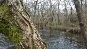 [Tree and stream, 12:24:39, 30.9908784, -83.2805645]