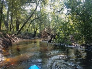 [Side deadfall, 2018:07:14 10:17:13, 30.8461670, -83.3430003]