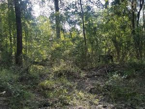 [Trees, 2018:07:14 10:41:51, 30.8479584, -83.3408428]