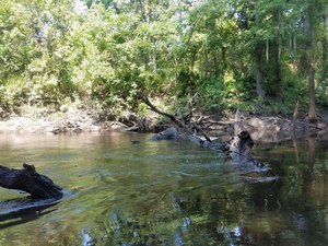 [Submerged deadfall, 2018:07:14 11:14:34, 30.8519610, -83.3391584]