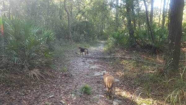 Dogs onwards, 09:34:27, 30.8480512, -83.3479043