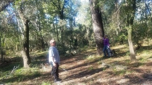[That's a big tree, 10:07:32, 30.8455429, -83.3468186]