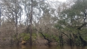 [Palmettos, 13:18:49, 30.8294728, -83.4098850]