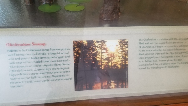 Okefenokee Swamp