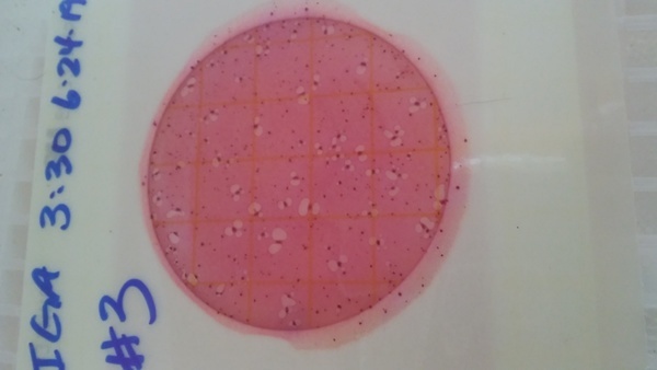 #3: 0 colonies