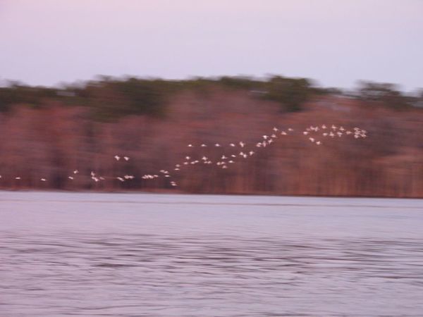 More birds