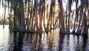 [Sunset in the mossy gold woods (MG)]