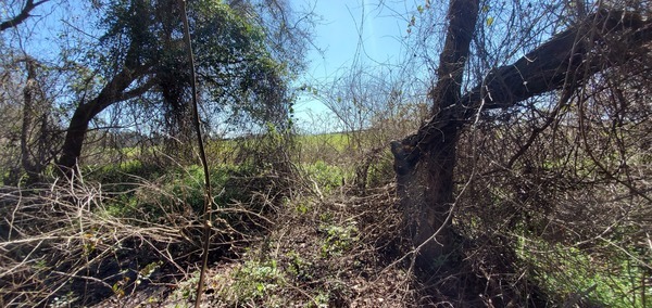 Looking out to field, 32.0569174, -83.6404137