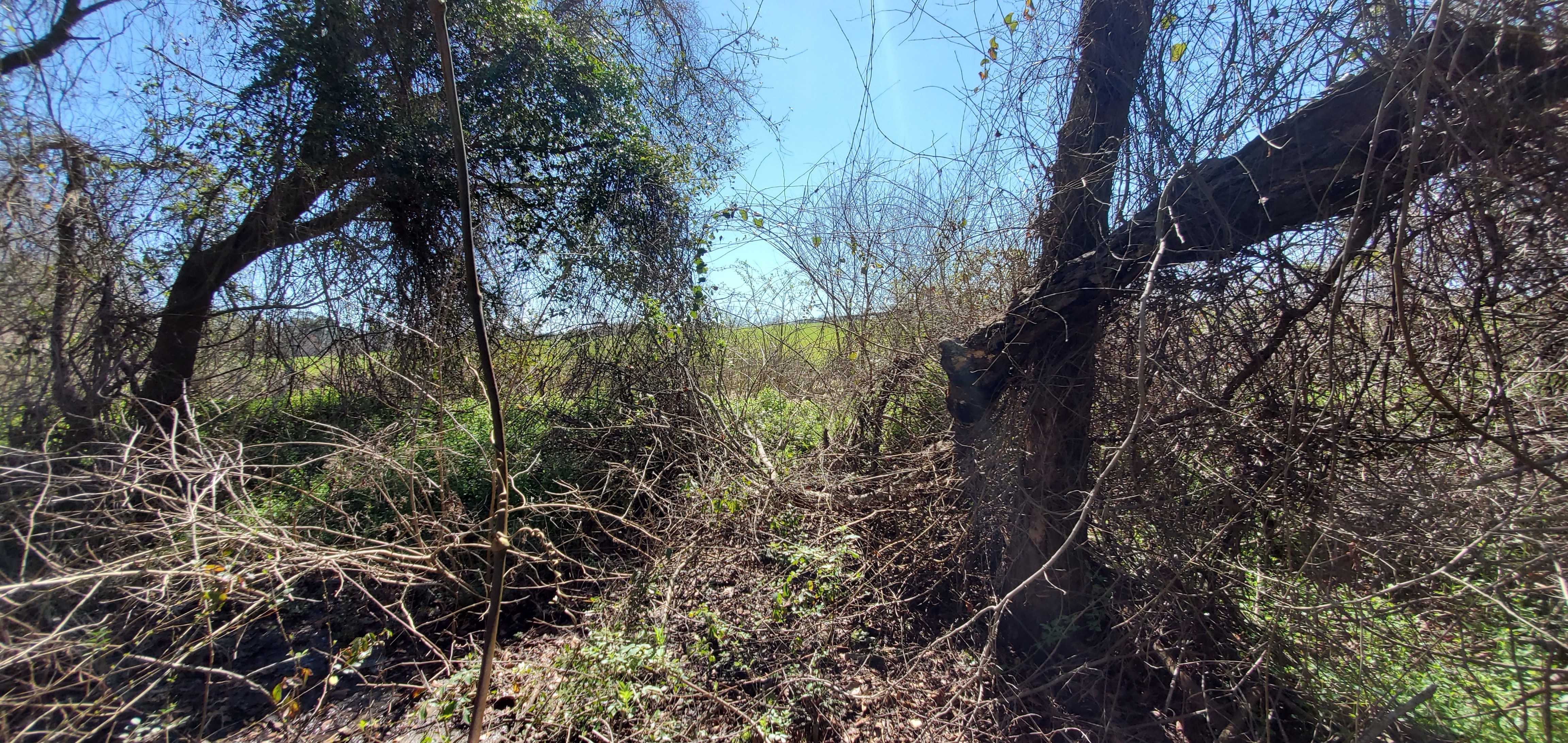 Looking out to field, 32.0569174, -83.6404137