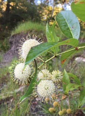 [2 green creature white plant]