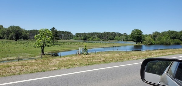 Upstream in pasture