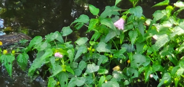 More flowers in the creek