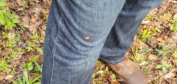 [Spider]
