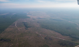 [E: across TPM north border, Swamp Perimeter Road to Trail Ridge Road, 30.584368, -82.137922]