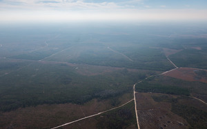 [S: above NW corner TPM mine land, Swamp Perimeter Road, across Coyote Loop; ONWR is on right, 30.58738,-82.13832]