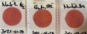 [233 cfu/100 mL, Nankin Boat Ramp]