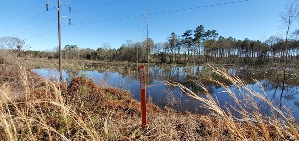 Wider view Sabal Trail underwater